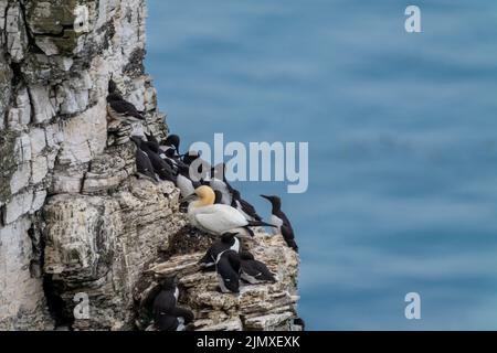 Un seul gannet perché sur un promontoire au sommet d'une falaise à Bemptpas Cliffs, au milieu de nombreux razorbills Banque D'Images