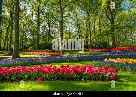 Tulipes fleuries dans le parc de la ville Banque D'Images