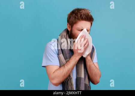 Portrait d'un homme barbu malsain enveloppé d'une chaude écharpe toussant, éternuant dur dans la serviette, se sentant mal au nez qui coule, allergie. Studio d'intérieur isolé sur fond bleu. Banque D'Images