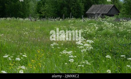 Un petit pré dans le village à côté de la maison et de l'ancienne salle de bains. Forbs, fleurs blanches, plantes vertes Banque D'Images