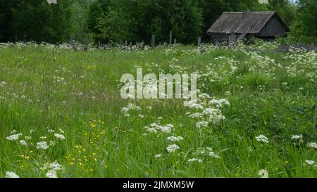 Un petit pré dans le village à côté de la maison et de l'ancienne salle de bains. Forbs, fleurs blanches, plantes vertes Banque D'Images