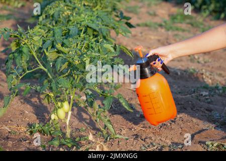 Pulvérisation de tomates. Protection des plants de tomates contre les maladies fongiques ou vermine avec un pulvérisateur à pression dans le jardin. La conce Banque D'Images