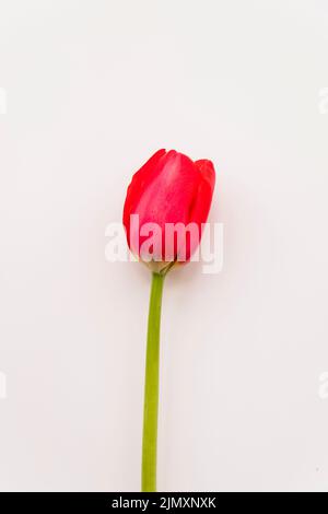 Fleur rouge cicatrice tulipe Banque D'Images