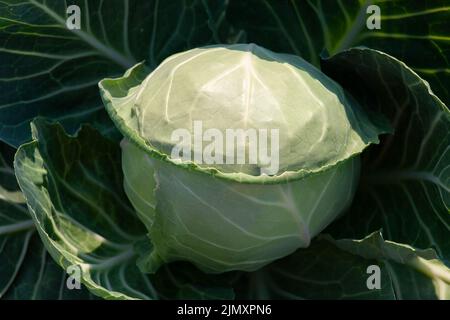 Une tête de chou dans le jardin en pleine croissance, le concept de récolte de légumes biologiques, vue du dessus, close-up Banque D'Images