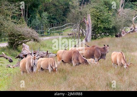 Troupeau d'Eland commun Banque D'Images