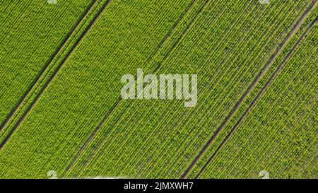 Vue aérienne de drone haut jusqu'aux lits de pommes de terre mûrissant vert buissons. Champ de pays de la pomme de terre dans les lignes de ligne. Arrière-plan frais et lumineux Banque D'Images