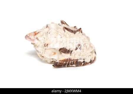 Image de la resishia bitubercularis seashells sur fond blanc. Animaux sous-marins. Coquillages. Banque D'Images