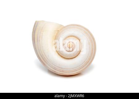 Image d'une grande coquille d'escargot d'océan vide sur un fond blanc. Animaux sous-marins. Coquillages. Banque D'Images