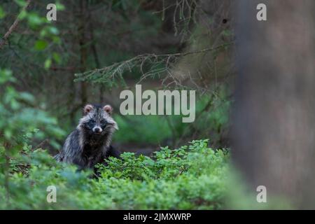 Chien de raton laveur femelle au printemps / Nyctereutes procyonoides Banque D'Images