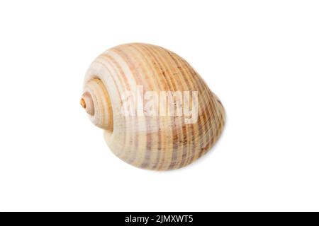 Image d'une grande coquille d'escargot d'océan vide sur un fond blanc. Animaux sous-marins. Coquillages. Banque D'Images