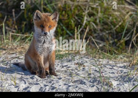 Kit de renard rouge près de la den / Vulpes vulpes Banque D'Images