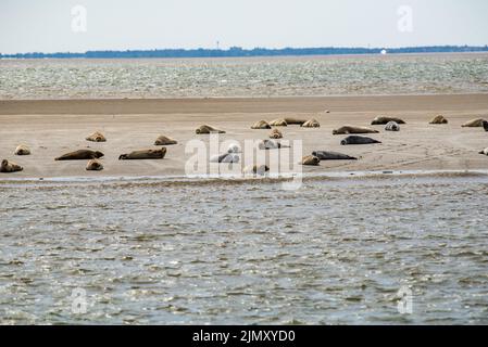 Les phoques se trouvent sur les bancs de sable se réchauffant eux-mêmes au soleil de midi. Banque D'Images