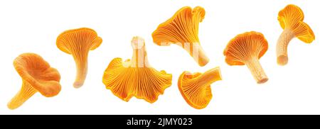 Chanterelles isolées sur fond blanc Banque D'Images