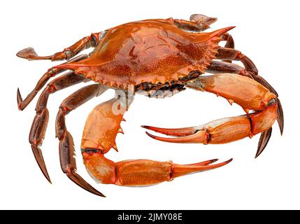 Crabe rouge isolé sur fond blanc Banque D'Images