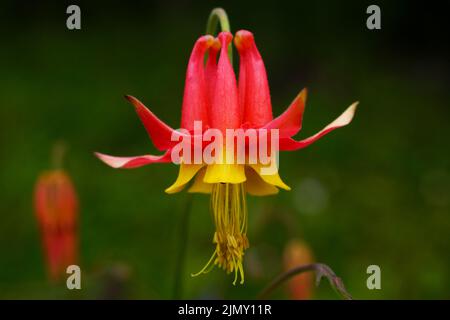 Gros plan de la columbine pourpre (Aquilegia formosa), belle fleur bicolore, rouge et jaune Banque D'Images