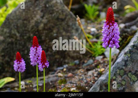 Spécimen cultivé de fleurs d'onagre de Vial (Primula vialii) Banque D'Images