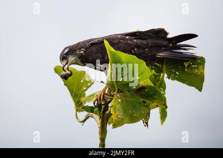 Cerf-volant juvénile, Rostrhamus sociabilis, dans un arbre à côté du lac de Gatun, parc national de Soberania, province de Colon, République du Panama, Amérique centrale. Banque D'Images