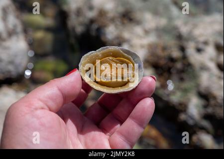 Mollusques comestibles d'eau de mer patella caerulea, espèce de limette de la famille des patellidae à marée basse à Etretat, Normandie, France Banque D'Images