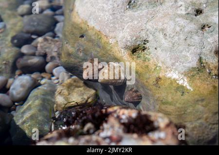 Mollusques comestibles d'eau de mer patella caerulea, espèce de limette de la famille des patellidae à marée basse à Etretat, Normandie, France Banque D'Images