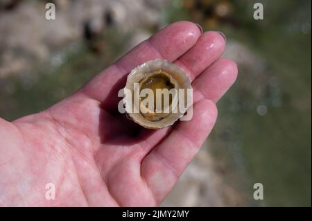 Mollusques comestibles d'eau de mer patella caerulea, espèce de limette de la famille des patellidae à marée basse à Etretat, Normandie, France Banque D'Images