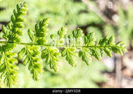 Fougères aux feuilles, feuillage vert, arrière-plan floral naturel en plein soleil. Fougère vert naturel dans la forêt de près. Banque D'Images