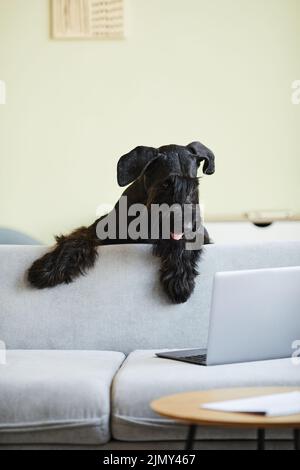 Chien domestique noir regardant depuis l'arrière du canapé sur l'écran de l'ordinateur portable et regardant la vidéo en ligne Banque D'Images