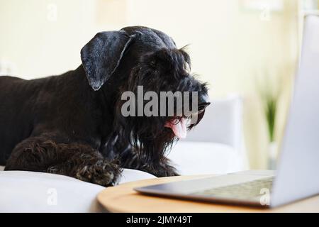 schnauzer noir couché sur un canapé devant un ordinateur portable et intéressé par la vidéo à l'écran Banque D'Images