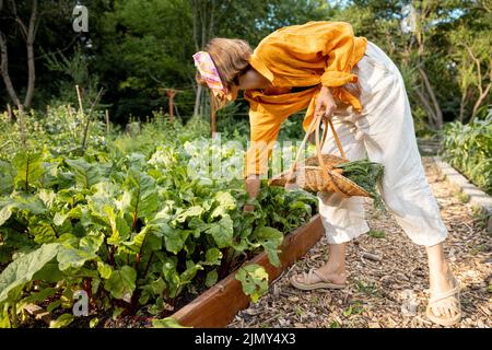 La femme ramasse la betterave dans le jardin de la maison Banque D'Images