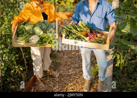 Fermiers avec des légumes fraîchement cueillis dans le jardin Banque D'Images