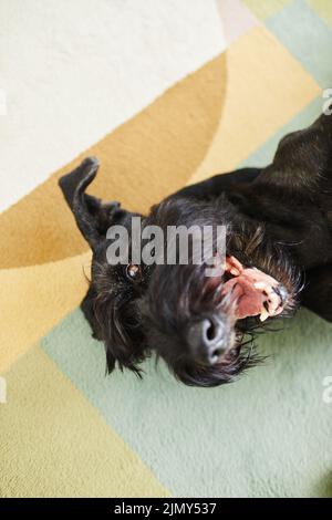 Vue en grand angle de schnauzer noir couché et jouant sur la moquette à la maison Banque D'Images