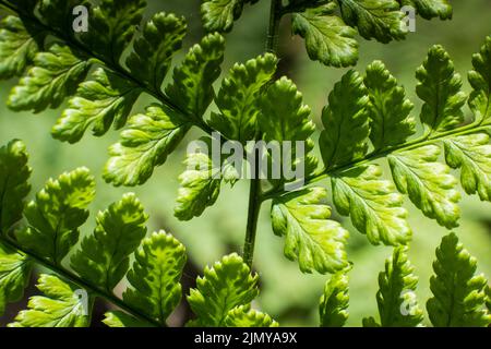 Fougères aux feuilles, feuillage vert, arrière-plan floral naturel en plein soleil. Fougère vert naturel dans la forêt de près. Banque D'Images