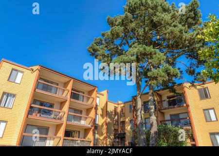 Complexe d'appartements avec balcons et grands arbres à l'avant de San Francisco, CA. Extérieur du bâtiment d'appartements avec bardeaux en bois jaune sidi Banque D'Images