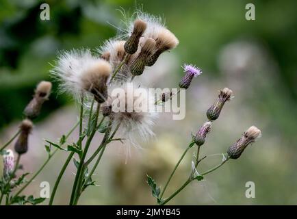 Une plante de chardon sauvage commune avec ses têtes de fleur est allé à la graine, l'Angleterre. Banque D'Images