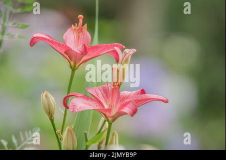 Lily Banque D'Images