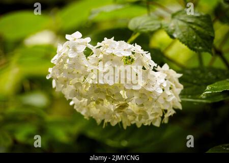 Buisson d'hortensia blanc dans le jardin après la pluie. Fleurs d'hortensia blanc frais croissant sur un Bush Banque D'Images