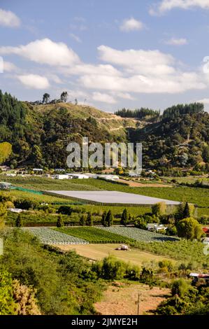 Les fermes fruitières de la vallée de Motueka, en bordure du parc national d'Abel Tasman, sur l'île du Sud, en Nouvelle-Zélande, ont 500 acres de pomme Banque D'Images