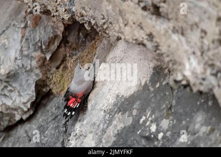 Jeune wallasuper à la recherche de nourriture sur le mur de montagne (Tichodroma muraria) Banque D'Images