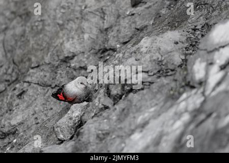 Jeune wallasuper à la recherche de nourriture sur le mur de montagne (Tichodroma muraria) Banque D'Images