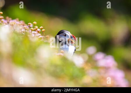 Vue rapprochée de la tête d'un macareux de l'Atlantique dans la prairie par temps ensoleillé Banque D'Images