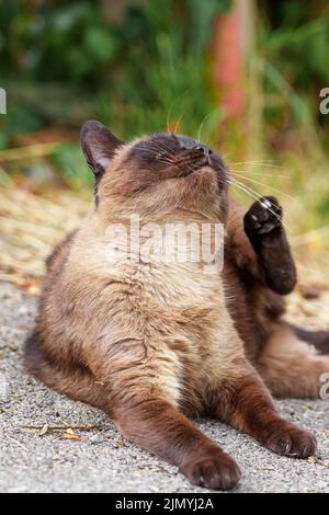Des chats siamois bruns avec pattes sur une route asphaltée à l'extérieur en gros plan Banque D'Images