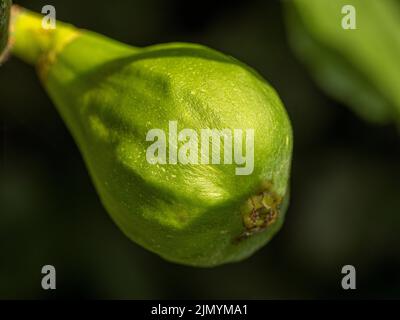 Figuier vert non mûr. Fruit de Ficus carica 'Brown Turkey' poussant dans un jardin britannique. Banque D'Images