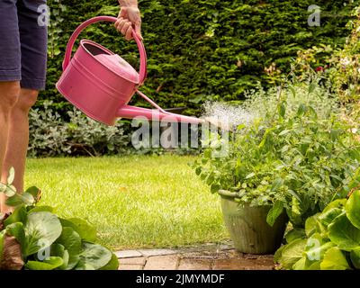 Pot d'arrosage sur le patioadulte caucasien inidentifiable arroser un pot de plantes sur un patio avec un arrosoir en métal rose. Banque D'Images