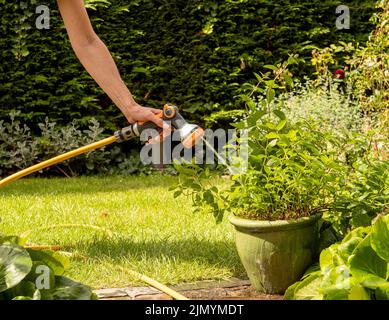 Plantes d'arrosage caucasiennes poussant dans des pots sur un patio avec un tuyau d'arrosage en été. Banque D'Images