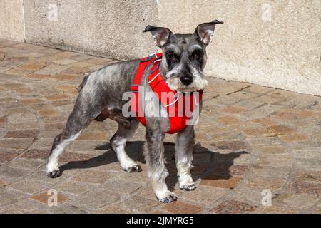 Schnauzer miniature chien gris blanc portant un harnais rouge à Blackpool, Royaume-Uni Banque D'Images