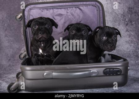 Black American Staffordshire Bull Terrier chiens chiots dans un suitcas sur fond gris Banque D'Images