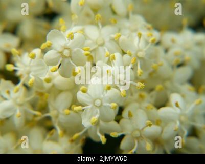 Arbre aîné en fleur juin 2022 Banque D'Images