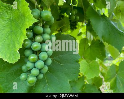 Bouquet de raisins verts, espace de copie. Grappe de raisins en croissance, concentration sélective. Concept de vinification Banque D'Images