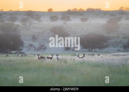 Antilope de Springbok (Antidorcas marsupialis) tôt le matin au lever du soleil. Kalahari, Parc transfrontalier de Kgalagadi, Afrique du Sud Banque D'Images