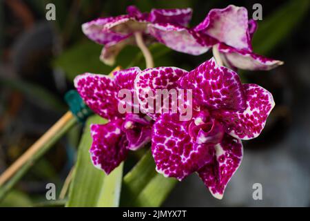 Phalaenopsis d'orchidée sauvage de chat. Soins des plantes à domicile. Gros  plan de fleurs violettes avec ornements à pois Photo Stock - Alamy