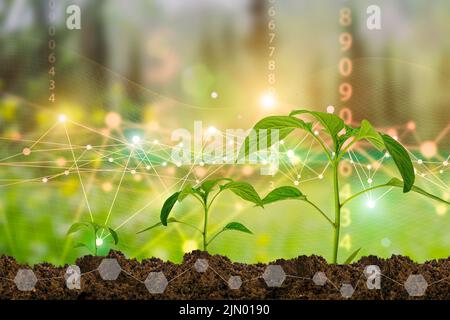 Technologies agricoles pour la culture des plantes et recherche scientifique dans le domaine de la biologie et de la chimie de la nature. Le vert vivant pousse dans les mains d'un agriculteur. Fond numérique organique. Photo de haute qualité Banque D'Images